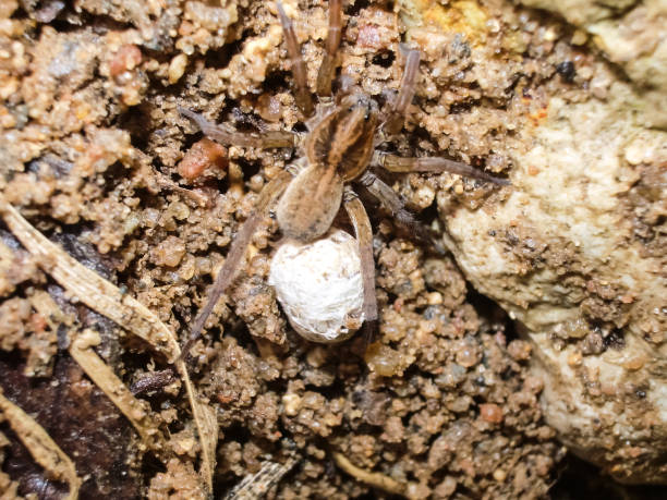 istock Female spider with a cocoon 1135093822