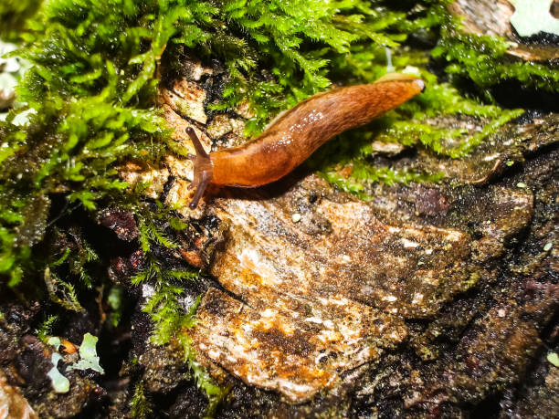 istock Brown slug crawling on the ground. 1135093842