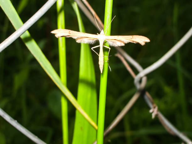 istock This is long legs mosquitoes commonly called true crane fly. 1135093845