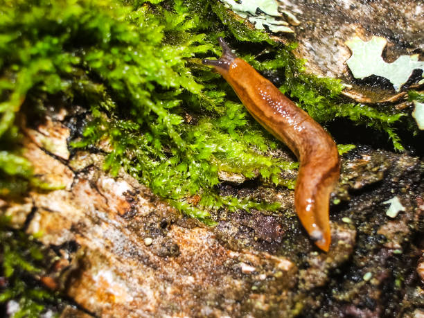 istock Brown slug crawling on the ground. 1135093883