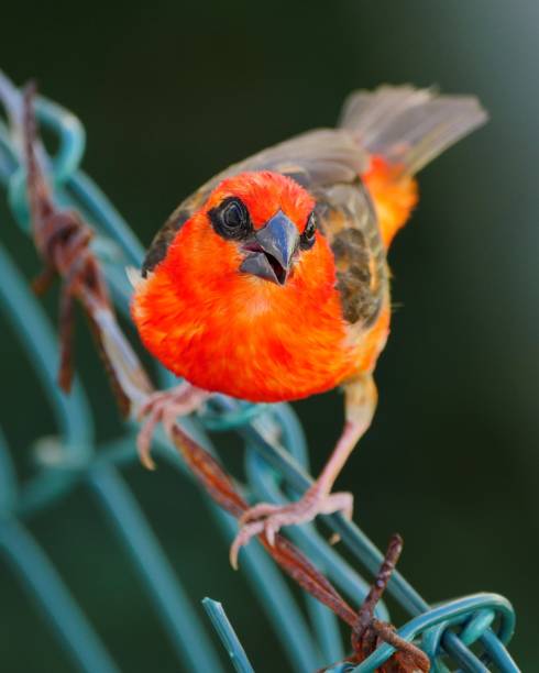 istock Red Fody bird perching on barbed wire fence 1135095511