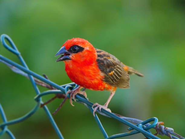 istock Red Fody bird perching on barbed wire fence 1135095550