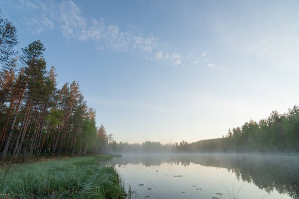 istock Forest lake landscape summer sunrise 1135095711