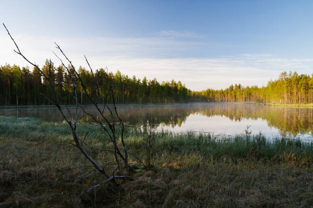istock Forest lake landscape summer sunrise 1135095727