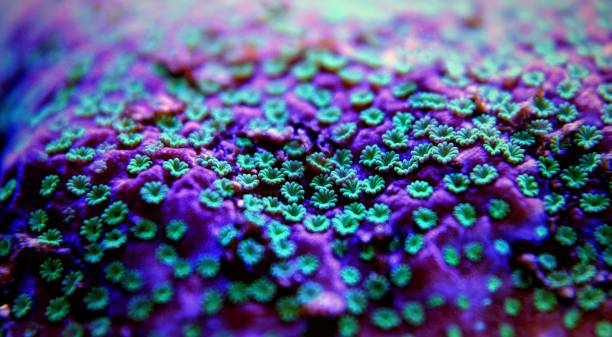 istock Macro shot on polyps from Montipora SPS coral 1135095845
