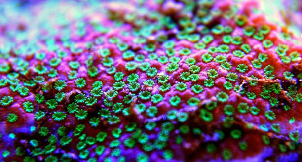 istock Macro shot on polyps from Montipora SPS coral 1135095846