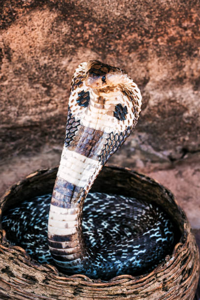 istock royal cobra in the basket 1135097644