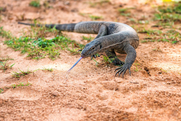 Varan Predatory Lizard Stock Photo - Download Image Now - Monitor Lizard, Desert Area, Animal - iStock Varan Predatory Lizard Stock Photo - Download Image Now - Monitor Lizard, Desert Area, Animal - iStock