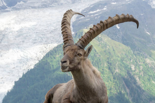 istock Alpine ibex on a background of mountains. 1135097686
