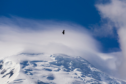 The great bird of prey over the Mont Blanc.
