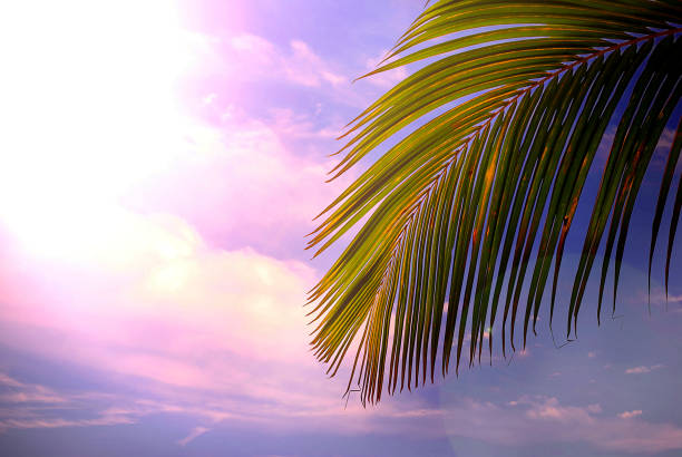 istock coconut palm leaves on blue sky background 1135099072