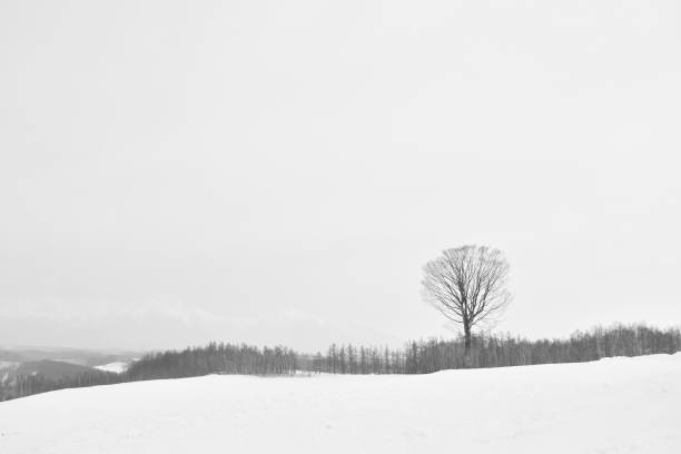 snow field on mountain in Hokkaido Japan