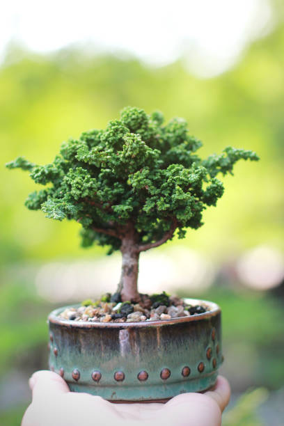 istock Sekka Hinoki Japanese bonsai 1135100245
