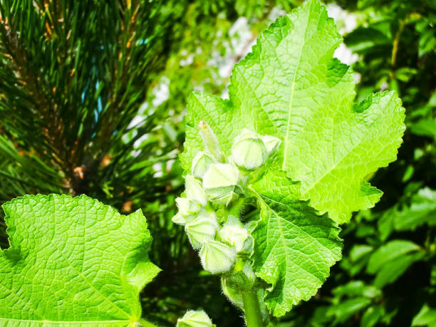 istock Flowers plants, beautiful flowering plants. 1135100812