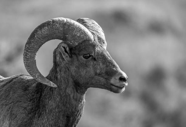 istock Badlands Bighorn sheep 1135101493