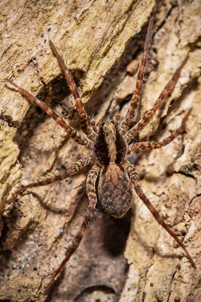 istock Beautiful macro shot of forest spider 1135102250