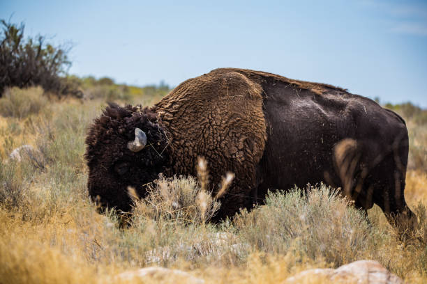 istock Badlands Bison Buffalo grazing in grasslands 1135102279