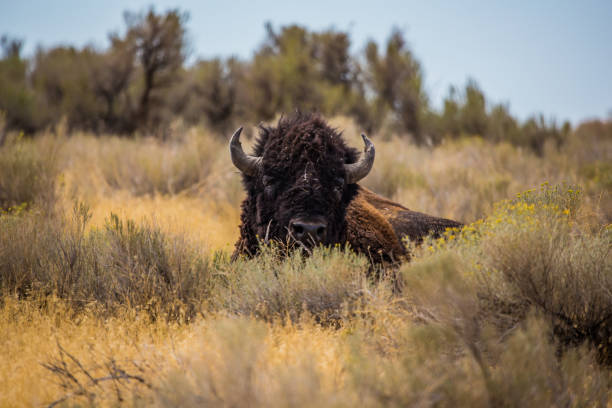 badlands bison buffalo al pascolo nelle praterie - american bison north dakota theodore roosevelt national park badlands foto e immagini stock