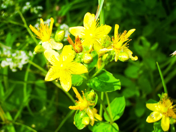 istock Flowers plants, beautiful flowering plants. 1135102418