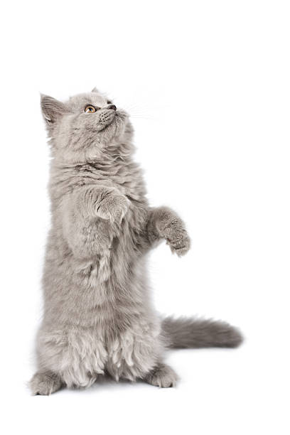 istock british kitten standign on it's paws looking up isolated 113510255