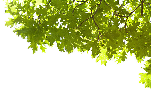 istock frame of oak leaves isolated 113510261
