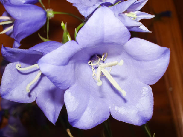 istock Flowers plants, beautiful flowering plants. 1135102638