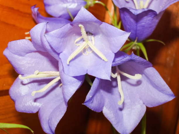 istock Flowers plants, beautiful flowering plants. 1135102643