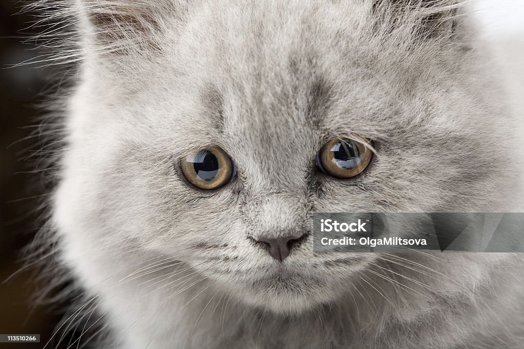 Cara De Azul Grande-Filhote de Gato - Royalty-free Animal Foto de stock