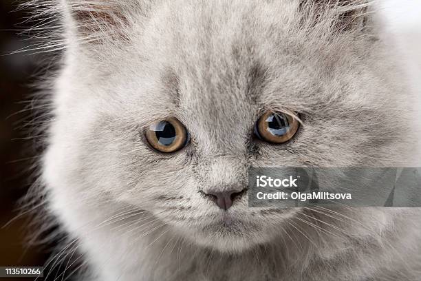 Cara De Azul Grandefilhote De Gato - Fotografias de stock e mais imagens de Animal - Animal, Animal Doméstico, Animal de Estimação