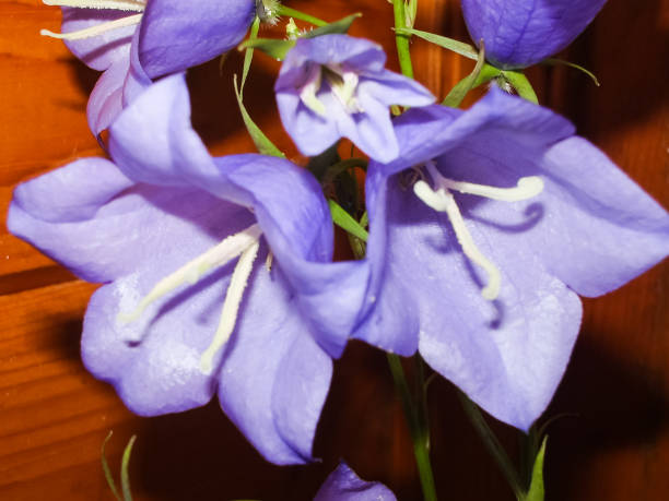 istock Flowers plants, beautiful flowering plants. 1135102723