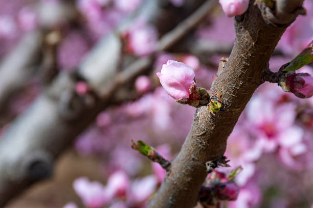 Branch of peach tree with pink flowers and buds. Close-up. sunny day. Prunus persica. stock photo