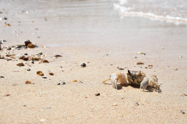 istock Crab on the sandy beach background. Summer day concept. Vacation holidays background wallpaper. 1135103016