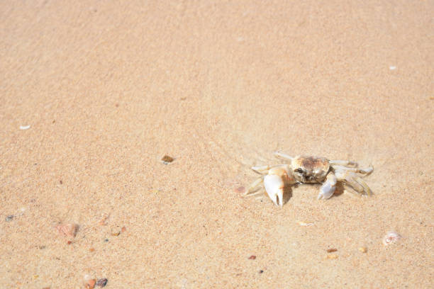 istock Crab on the sandy beach background. Summer day concept. Vacation holidays background wallpaper. 1135103295