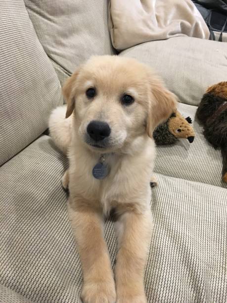 istock Golden retriever puppy on sofa 1135105214