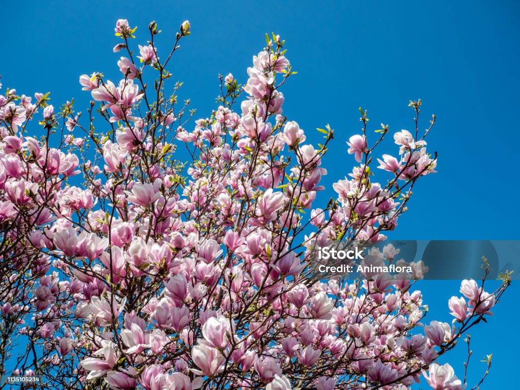 Magnolia in bloom Magnolia Stock Photo