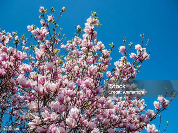 Magnolia In Bloom Stock Photo - Download Image Now - Magnolia, Beauty, Blossom