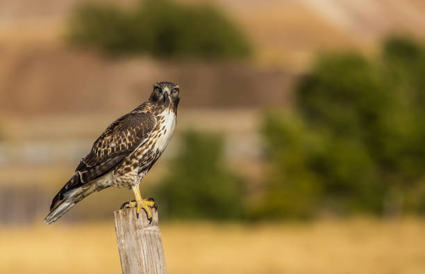 istock Red tailed hawk hunting from wooden post 1135105286
