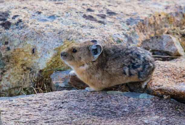 istock Rocky Mountain pika on rocks 1135105288