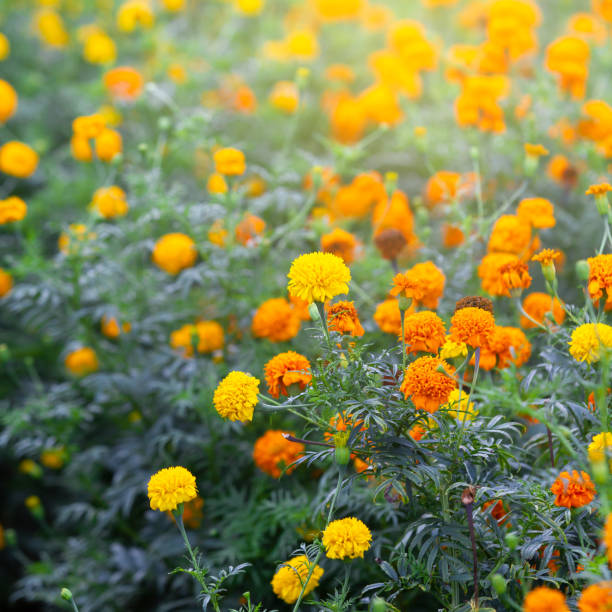 marigold flowers - erecta imagens e fotografias de stock
