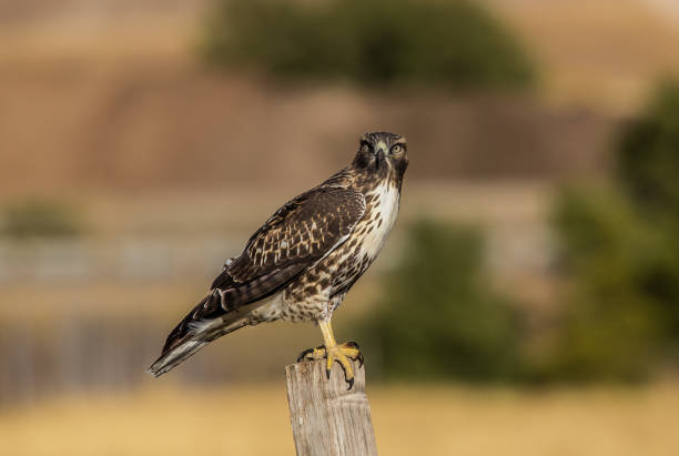 istock Red tailed hawk hunting from wooden post 1135105392