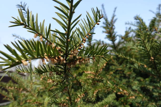 istock Cones on branch of common yew in spring 1135106036