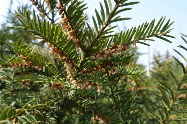 istock Male cones on branch of yew in spring 1135106047