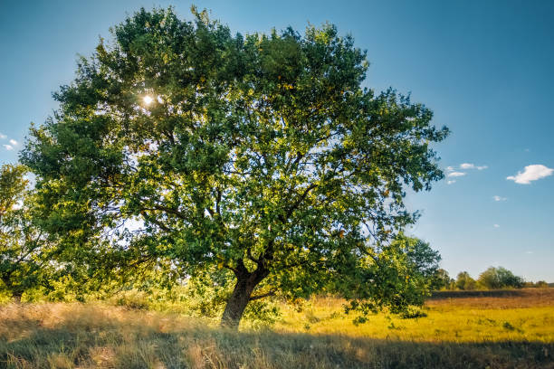 istock Lone oak tree in a field in bright day 1135106074
