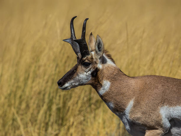 istock bull pronghorn antelope in grasslands 1135106366