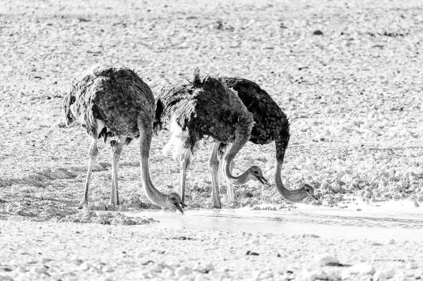 istock Three ostriches drinking water at waterhole in Northern Namibia. Monochrome 1135106432
