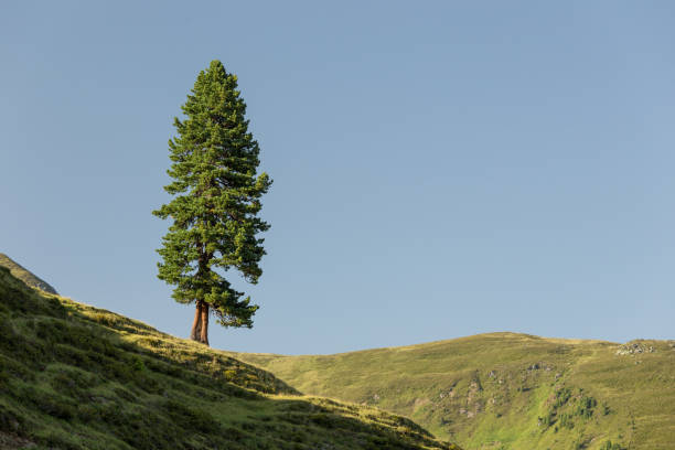 Free Stock Photo of Tree Standing Tall on a Mountain | Download Free ...