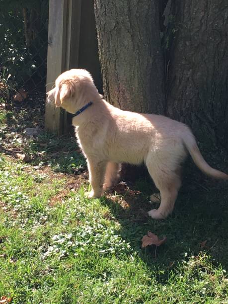 istock Cute Golden Retriever Outside Looking Away 1135106603