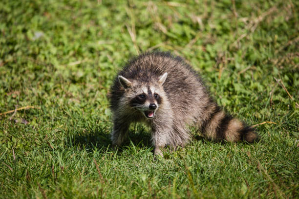 istock young raccoon in summer 1135106806