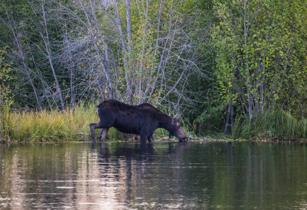 istock female moose in pond 1135107616