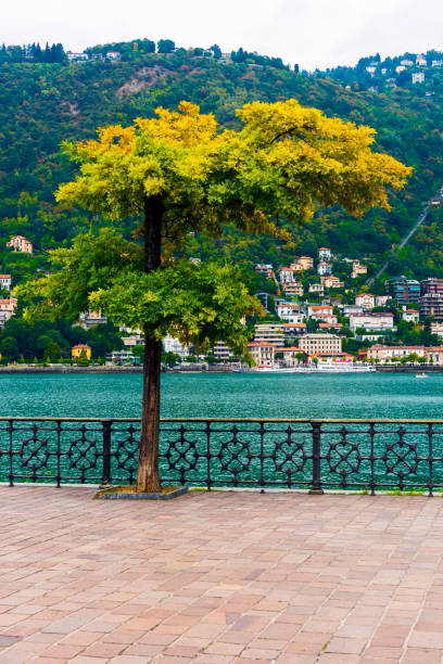 Beauty colorful tree in Como, Italy.